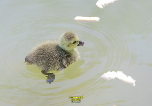 ฺBaby Duck