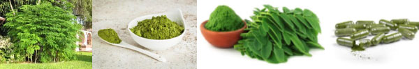 De Moringa oleifera, in het Engels the Miracletree
