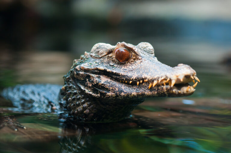 Brun Dværg Caiman