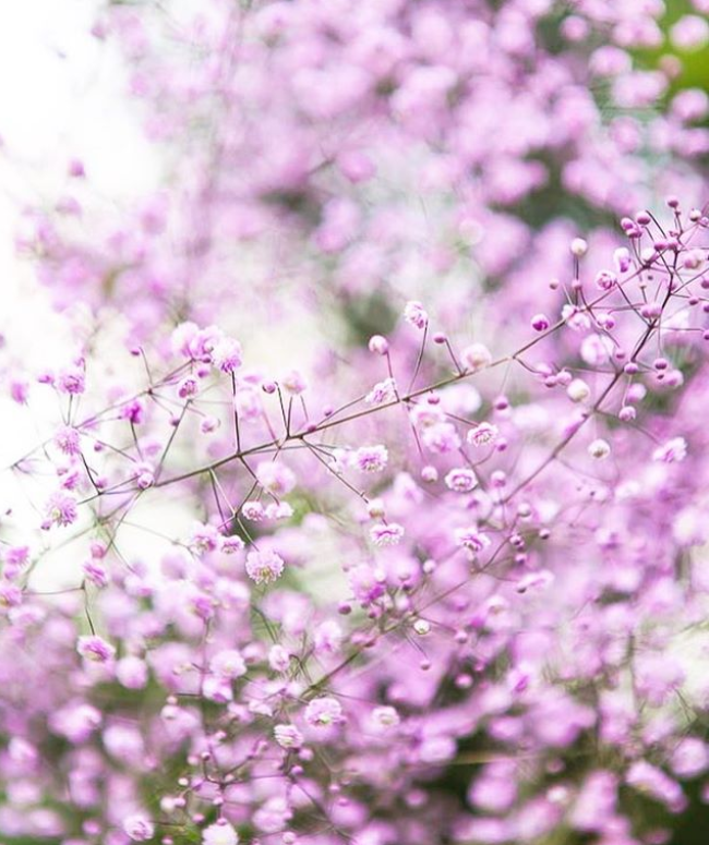 Foto från Instagram charlottegardenflow, Skymningsblommor, Violrutan 'Hewitt's Double'.