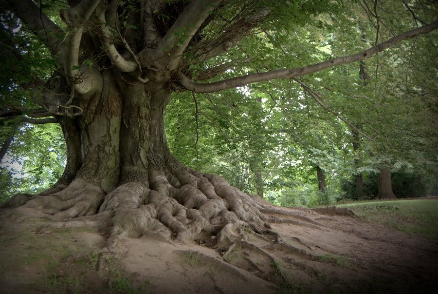 tree