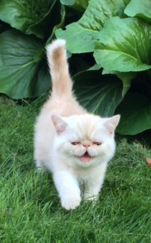 katt