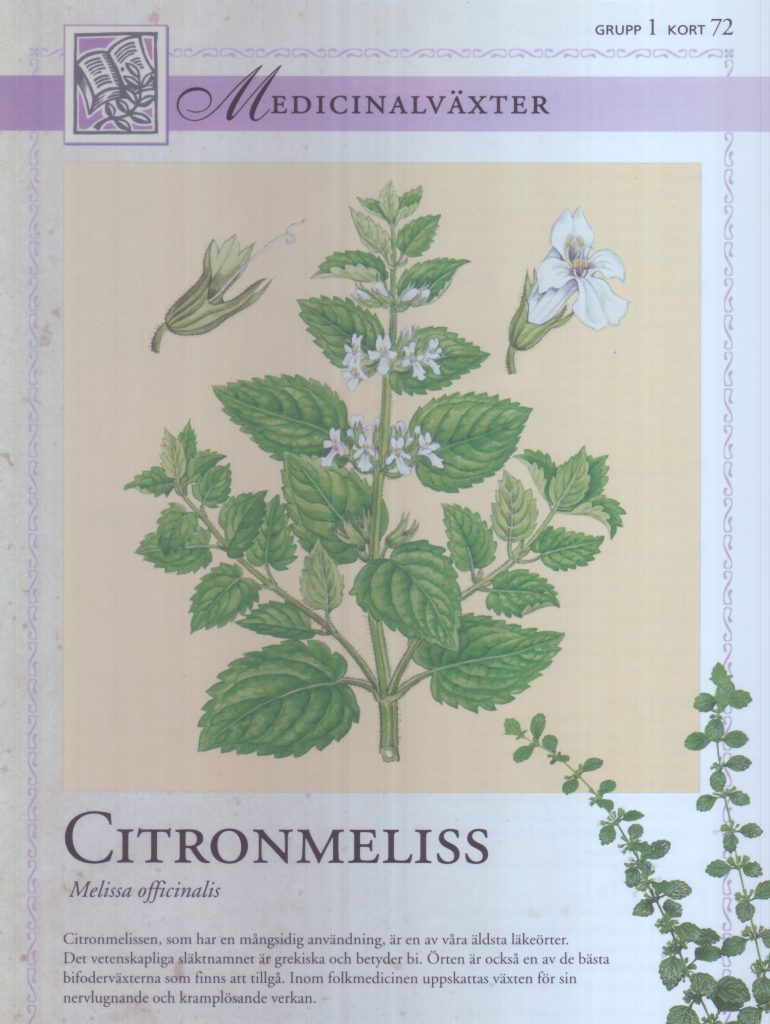 Citronmeliss
