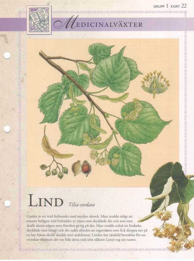 Lind träslag