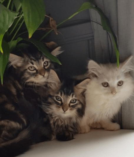 långhåringa kattungar