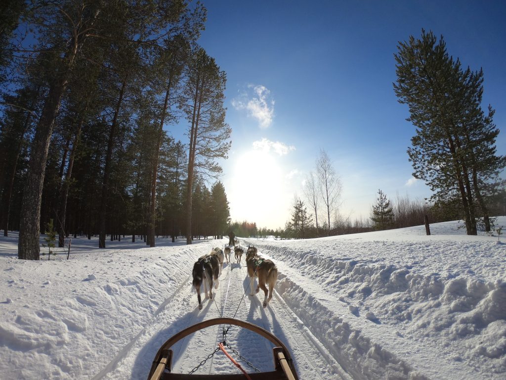 dogsledding tours sunshine