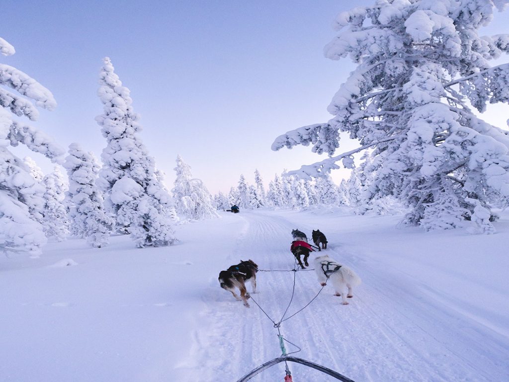 dogsledding tours in snow forrest
