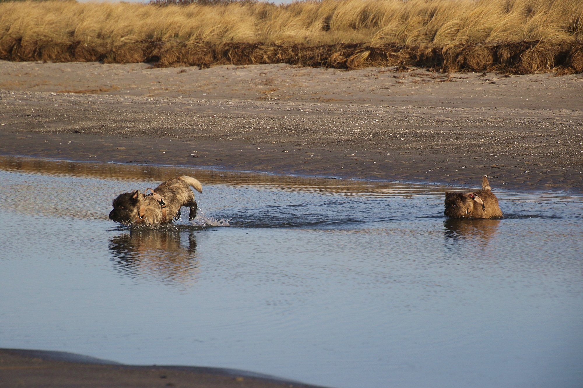 Den gamle hund og havet. – paradisfoto.land