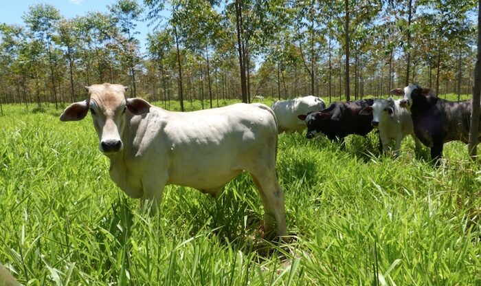 Waldweide mit Rindern in Paraguay, ein Zeichen für die lukrativen Investitionsmöglichkeiten in der Land- und Forstwirtschaft des Landes.