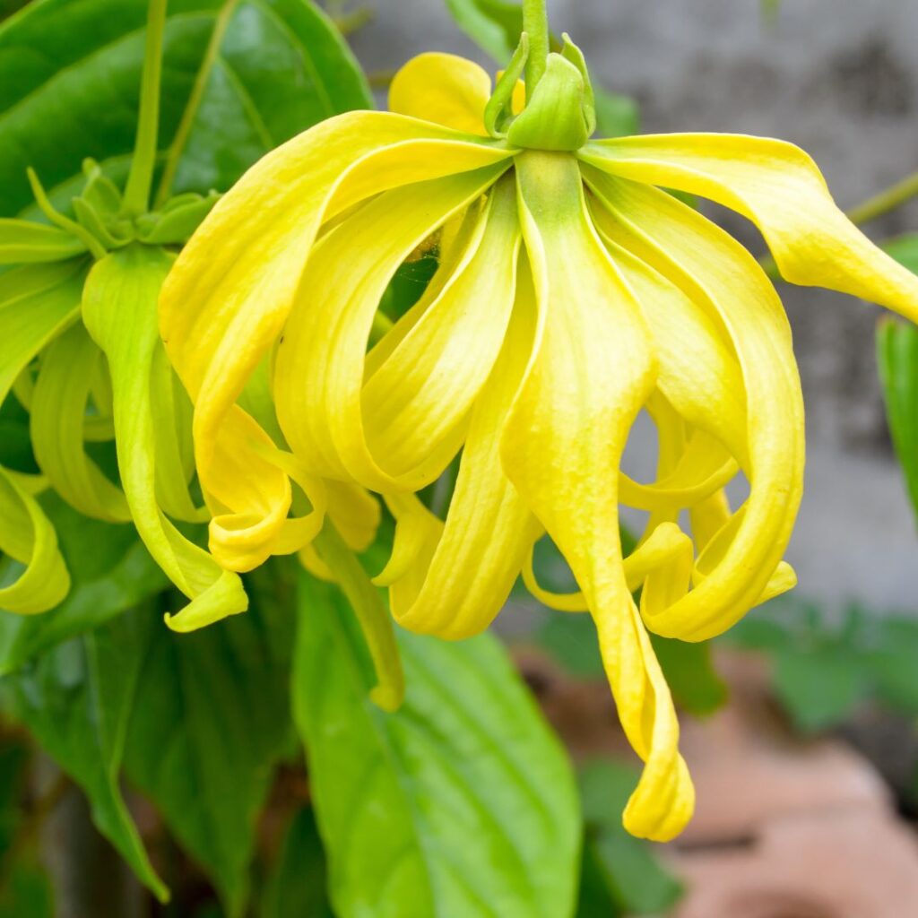 En gul Ylang-Ylang blomma som doftar exotiskt och sött, perfekt för en doftblandning för en exotisk Ylang-Ylang parfym En gul Ylang-Ylang blomma som doftar exotiskt och sött, perfekt för en doftblandning för en exotisk Ylang-Ylang parfym.