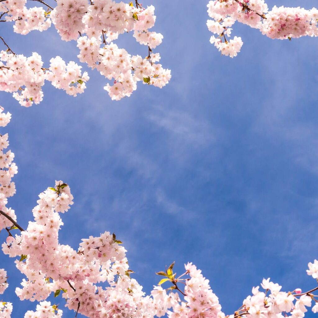 Japansk sakura träd och blommor Japansk sakura träd och blommor som ger en känsla och doft av Sensai parfym.