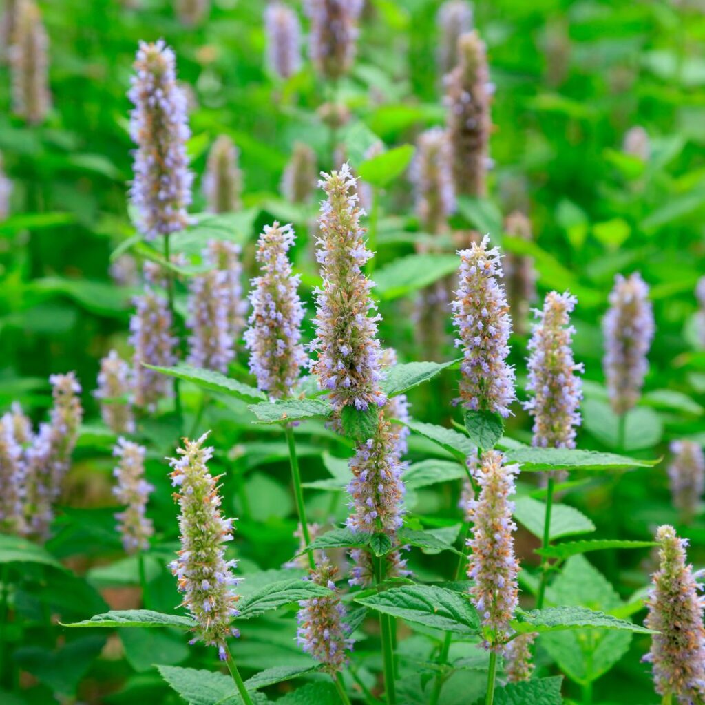 Patchouli växt som doftar patchouli med förförisk och elegant lukt.