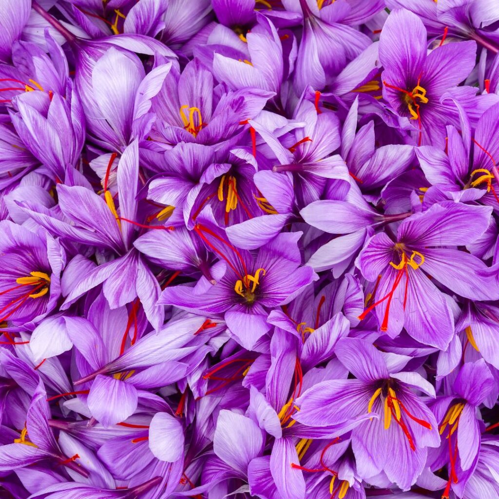 Saffransblommor doftar saffran med en lyxig och exklusiv lukt Saffransblommor doftar saffran med en lyxig och exklusiv lukt.