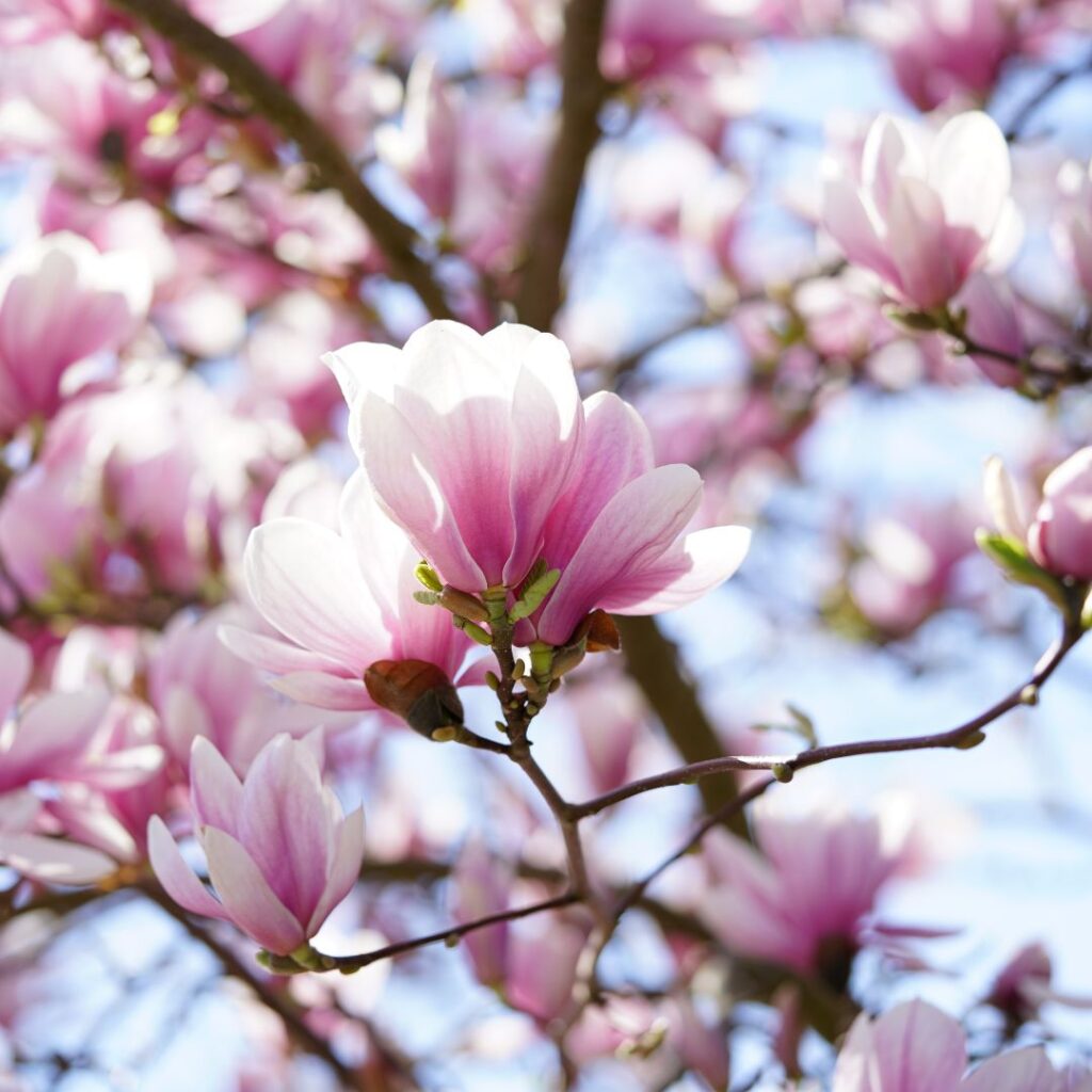 Vackra magnolia blommor doftar precis som magnolia parfym som doftar blommigt.