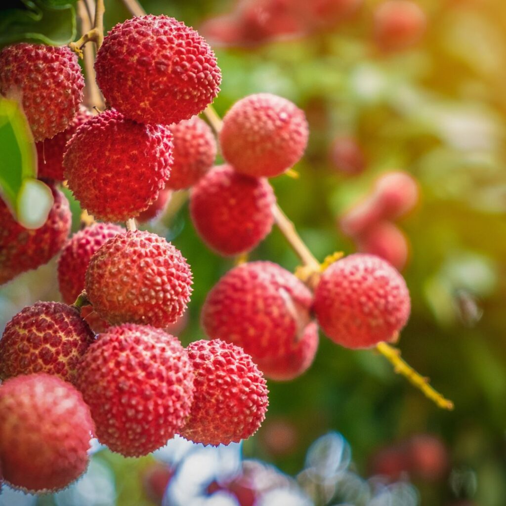 Litchi frukt hänger ner och doftar sött och upplyftande precis som litchi parfymer.