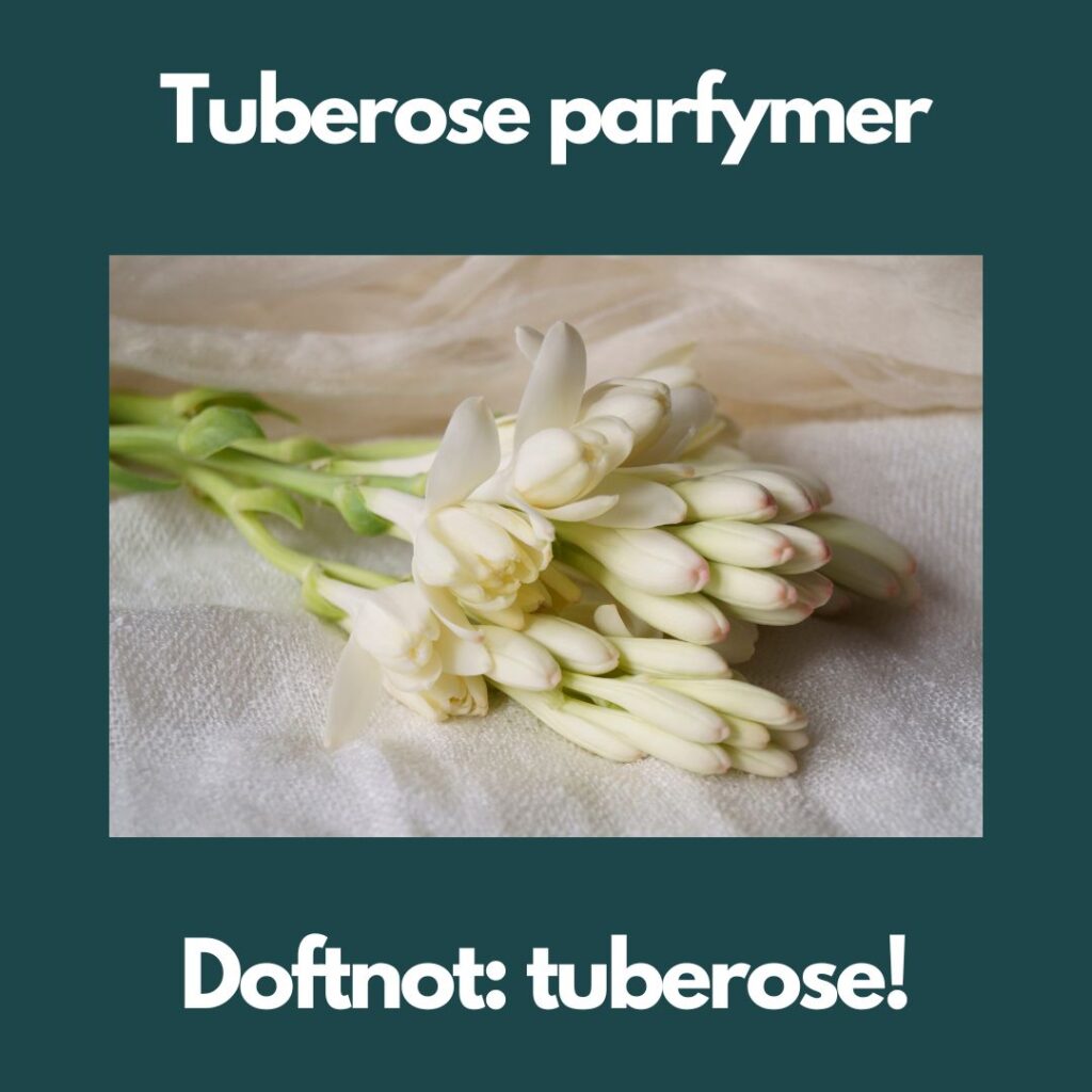 Tuberose parfym presenteras med en bild på tuberoser som doftar blommigt och friskt precis som tuberose doft i parfymer ska göra.