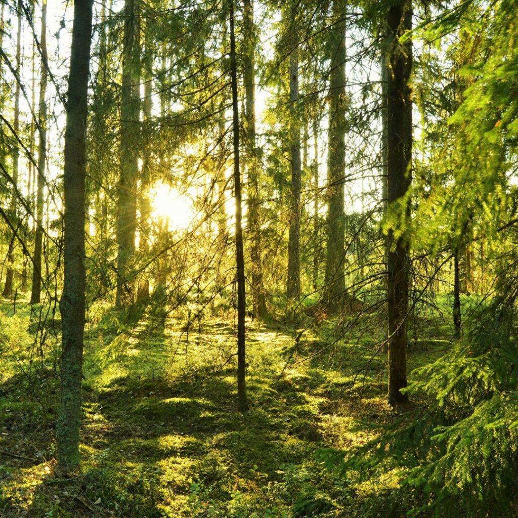 En svensk skog med tallträd doftar frikstr och fräscht precis som svensk parfym.