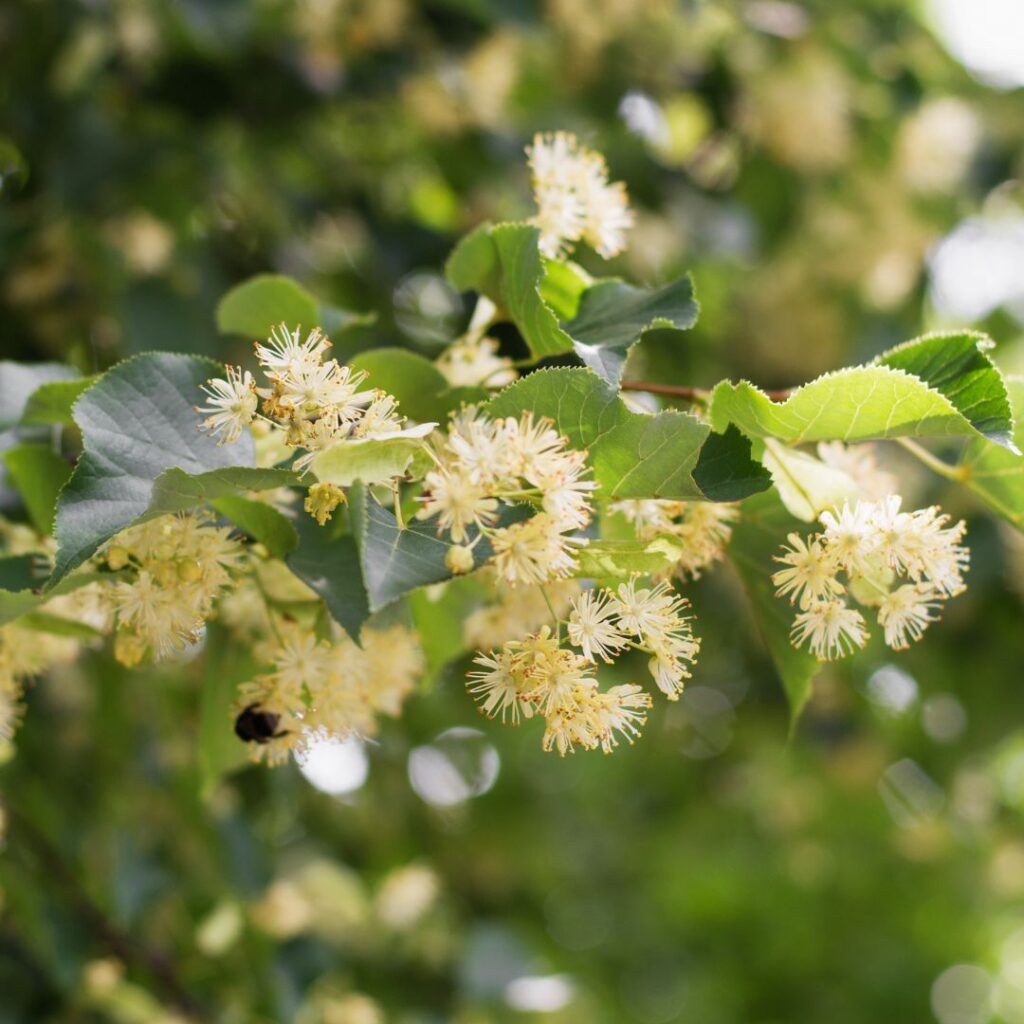 Lindblommor växer på ett träd och doftar lindblomma, precis som lindblomma parfym brukar göra.