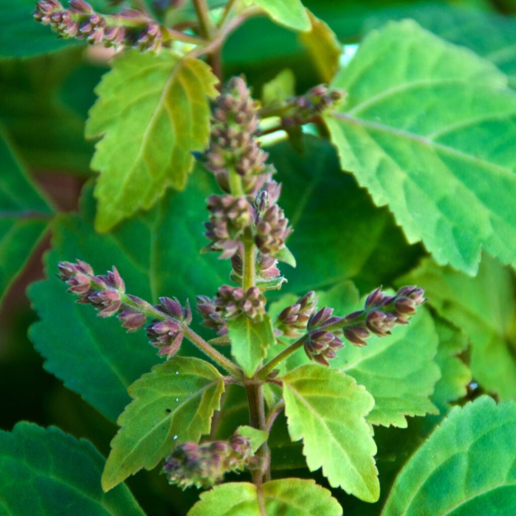 Blommande Patchouli – grundläggande doftnot i orientaliska och träiga parfymer Blommande Patchouli – grundläggande doftnot i orientaliska och träiga parfymer
