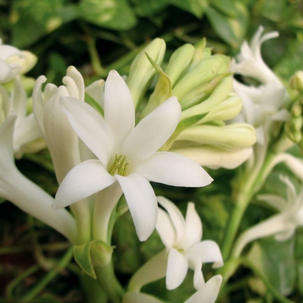 Tuberosblommor i närbild som doftar fräscht och gott, samtidigt som de är ljuvliga. Tuberosblommor i närbild som doftar fräscht och gott, samtidigt som de är ljuvliga.