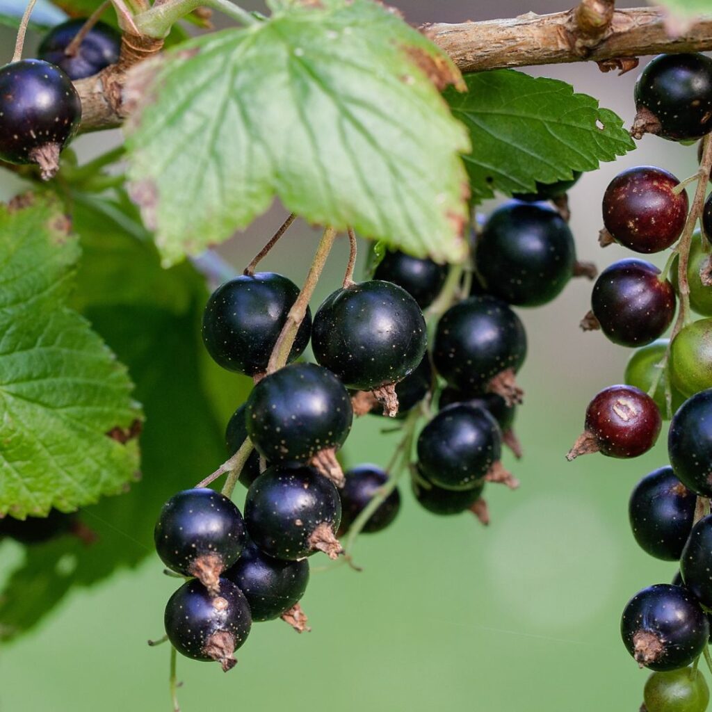Närbild på svarta vinbär busken, en rik doftnot som ger parfymer fruktighet och rik karaktär. Närbild på svarta vinbär busken, en rik doftnot som ger parfymer fruktighet och rik karaktär.
