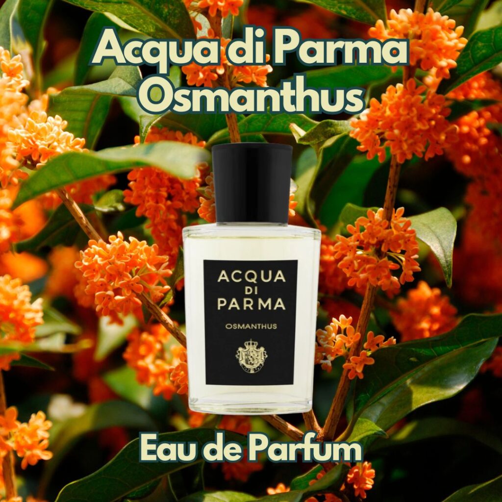 Acqua di Parma Osmanthus Eau de Parfum guide som presenteras framför osmanthus blommor som växer på ett träd.