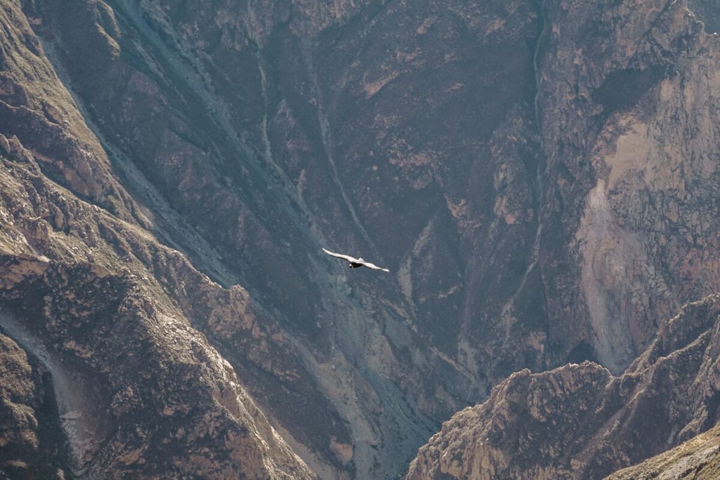 De komende dagen tijdens deze rondreis door Peru maak je een excursie in groepsverband naar de indrukwekkende Colca Canyon. Met een diepte van 4000 meter, is dit een van de diepste kloven ter wereld. Vroeg in de ochtend kun je bij het Cruz del Condor tientallen condors rond zien vliegen, de grootste vogel ter wereld.