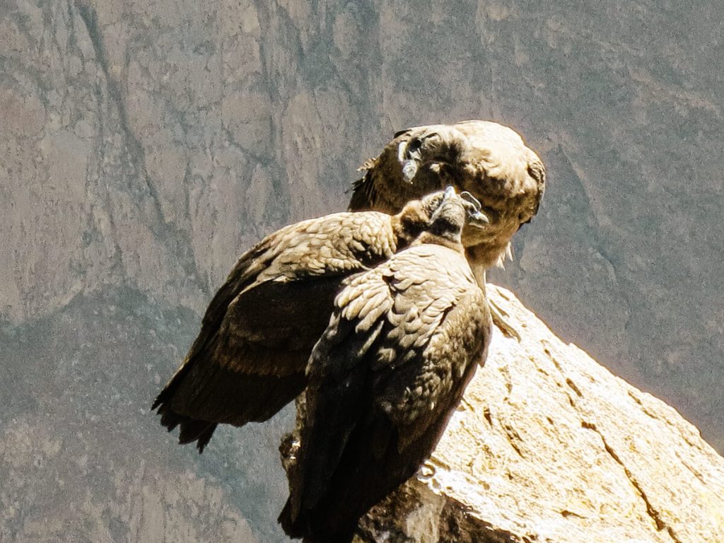 De komende dagen tijdens deze rondreis door Peru maak je een excursie in groepsverband naar de indrukwekkende Colca Canyon. Met een diepte van 4000 meter, is dit een van de diepste kloven ter wereld. Vroeg in de ochtend kun je bij het Cruz del Condor tientallen condors rond zien vliegen, de grootste vogel ter wereld.