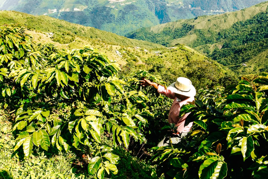 Prachtige groene valleien, koffiestruiken, hoge palmen, met in de verte de Cordillera Central bergketen, domineren de uitzichten in el Eje Cafetero of El Triangulo del Café in Colombia.