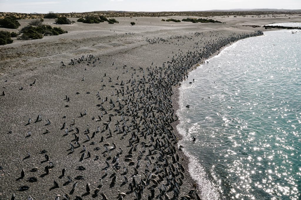 pinguins Punta Tombo