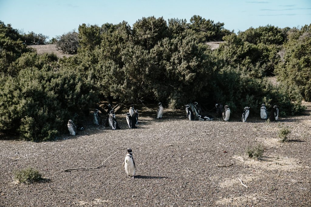 pinguins Punta Tombo