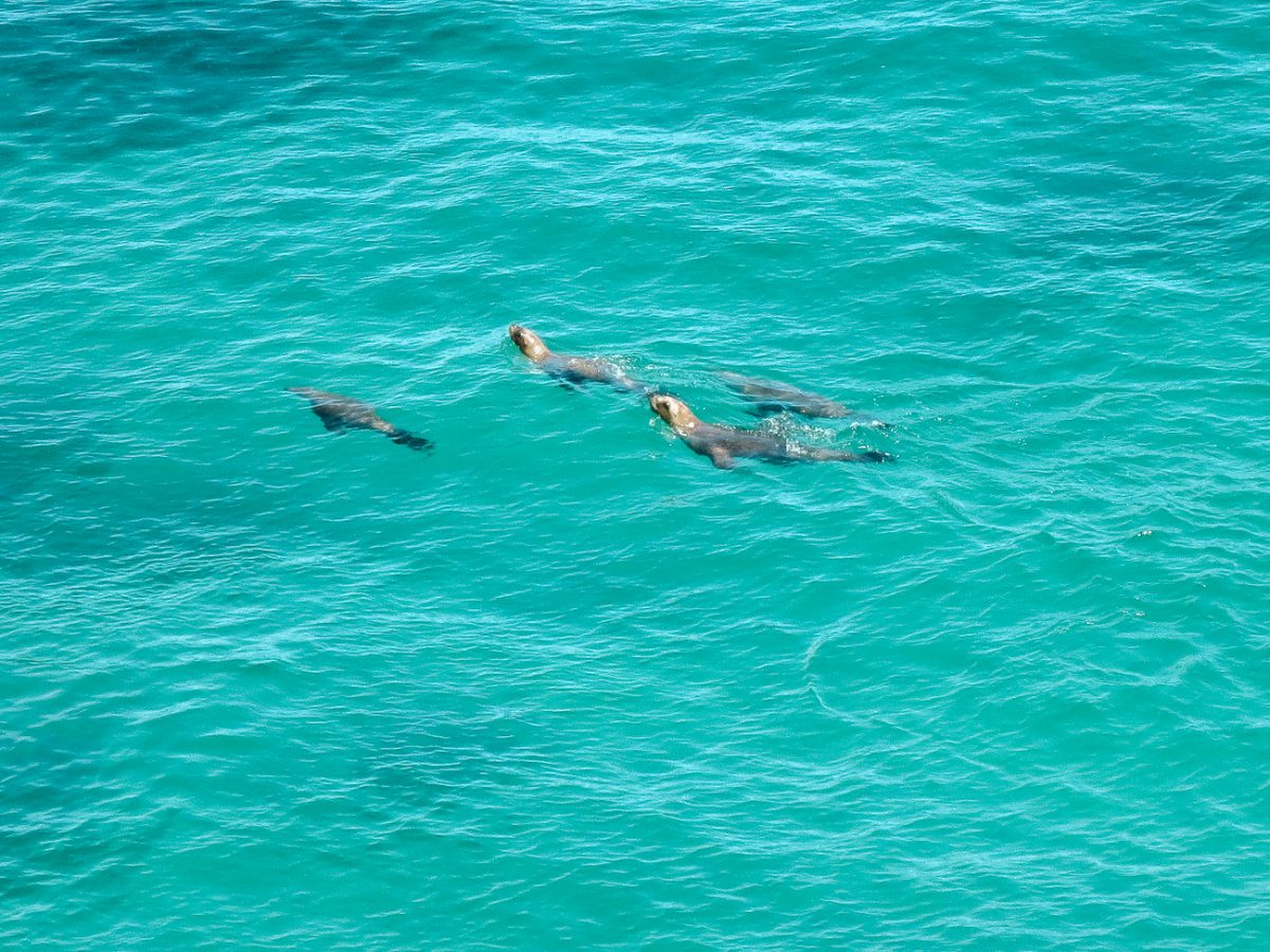 In Puerto Madryn and Peninsula Valdes it is possible to snorkeling and diving with sea lions.