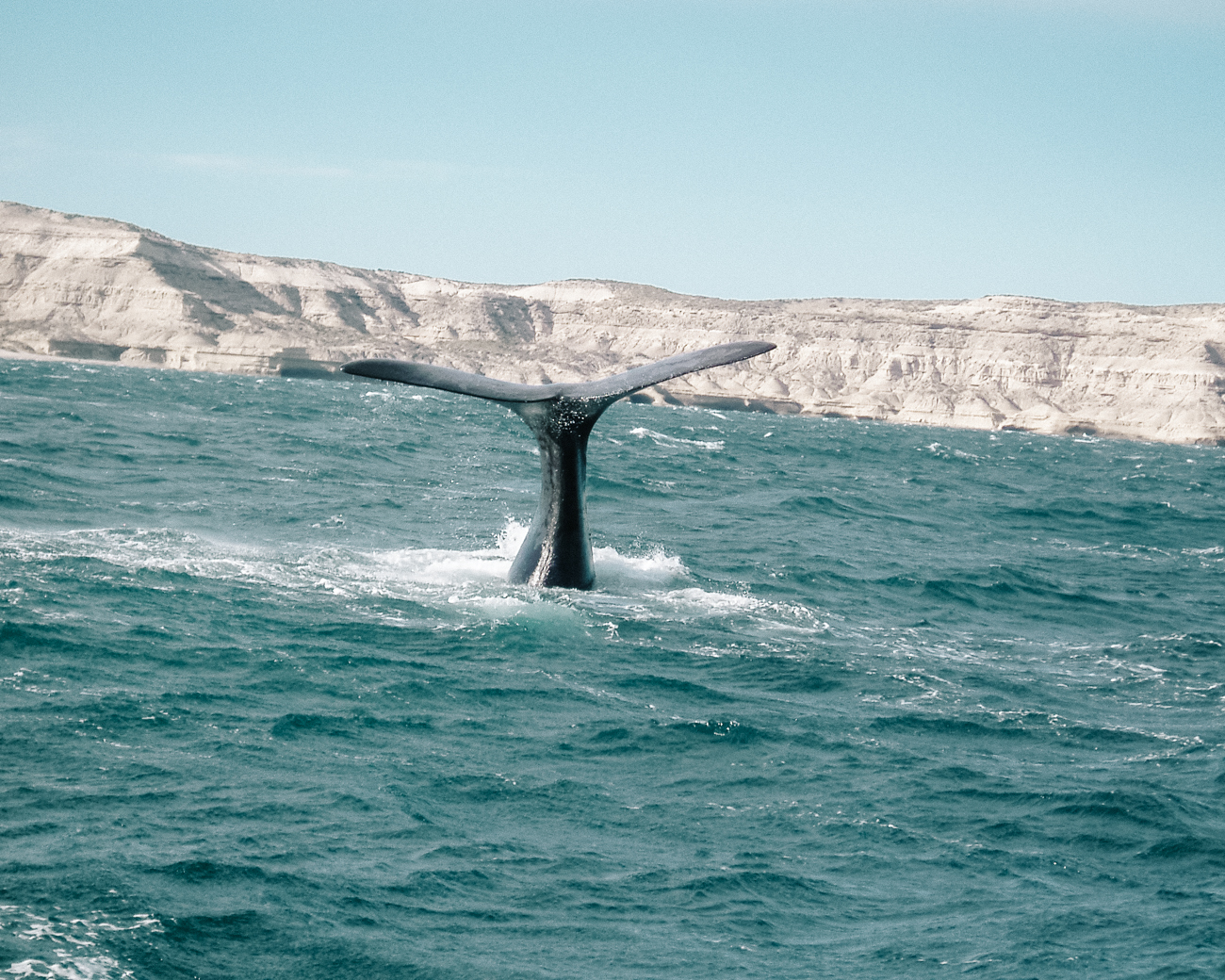 Discover amazing sea life in Puerto Madryn, Argentina