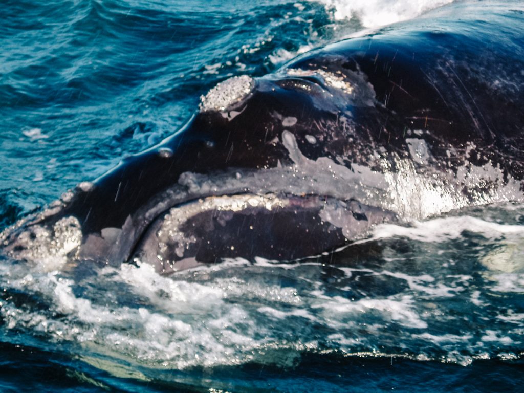 walvissen Puerto Madryn argentinie