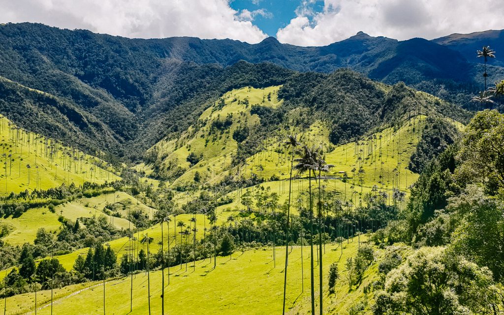Uitzicht over palmbomen in Cocora  vallei in Colombia.