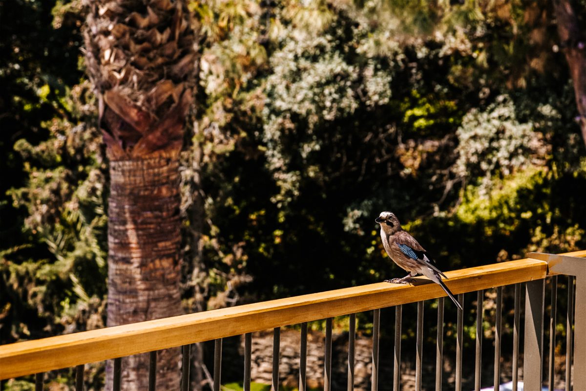 bird on balcony of Club Marvy