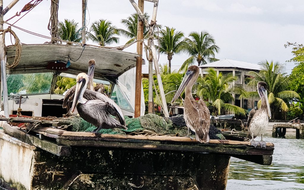 pelikanen in de haven