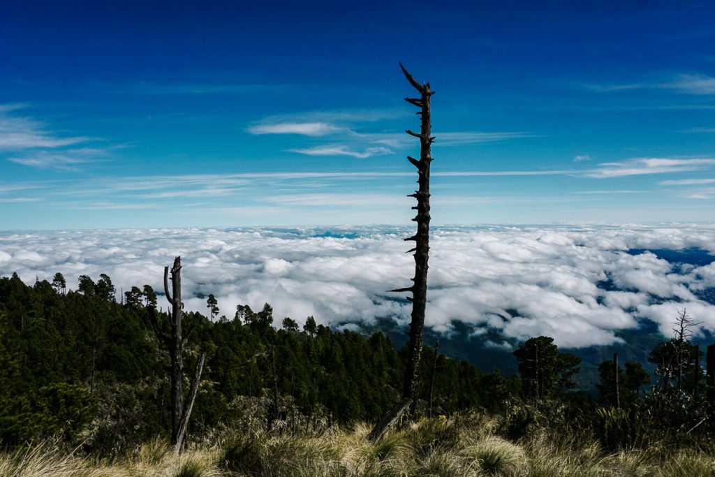 naaldboom boven wolken op Acatenango vulkaan in Guatemala