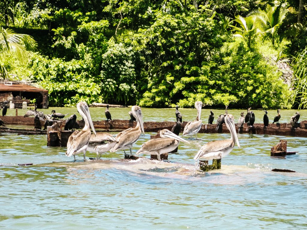 Guatemala travel tips for the Caribbean coast - pelicans in Rio Dulce