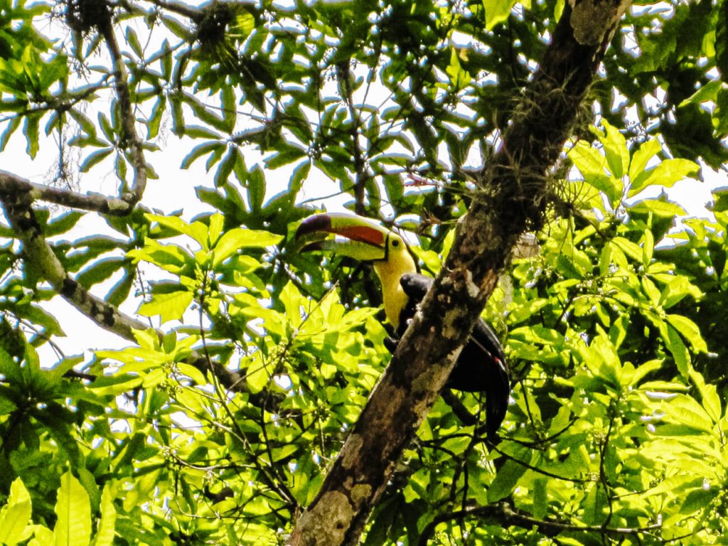 toucan in tree