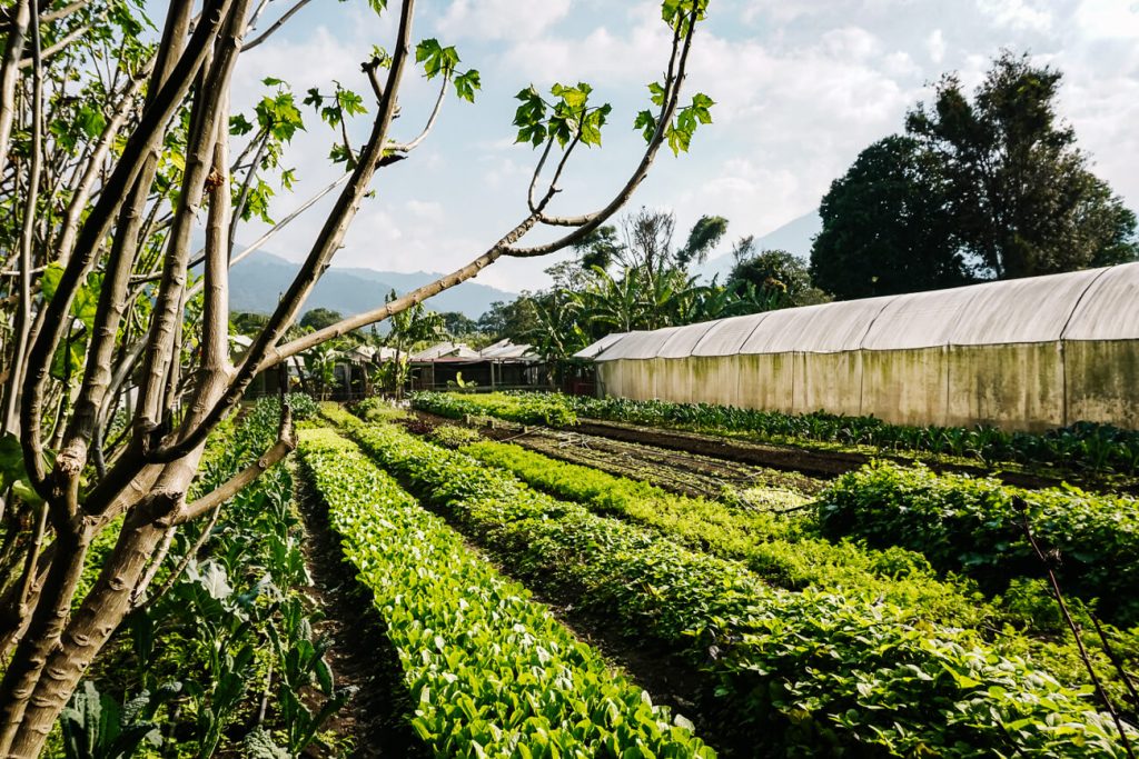 Caoba Farms, Antigua Guatemala: 2018 Visitors Guide - OkAntigua