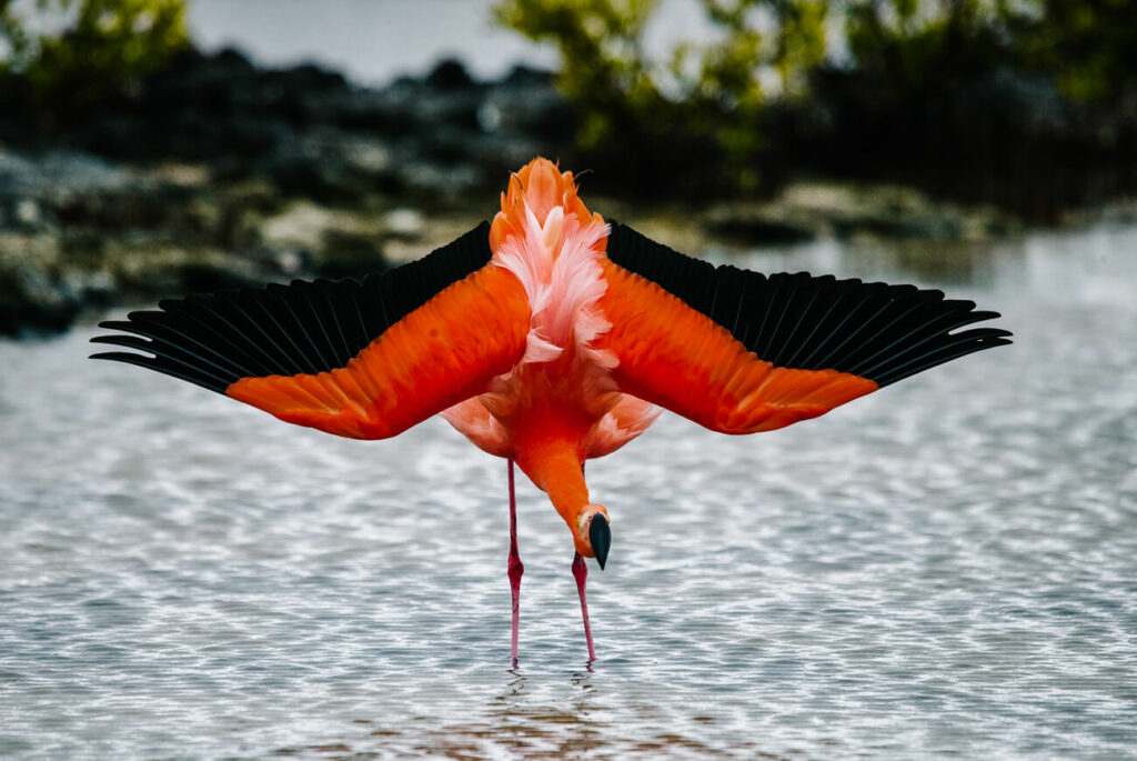 Celestún is een beschermd natuurgebied, bestaande uit mangrovebossen, en is het leefgebied van krokodillen, zeeschildpadden en meer dan 200 vogelsoorten waaronder flamingo's.