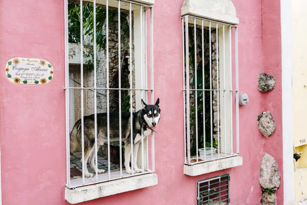 Dog in front of pink house in Valladolid.