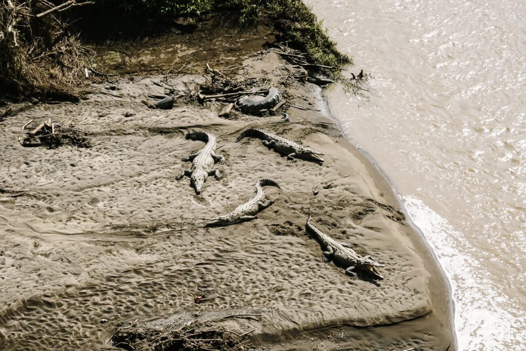 Onder de krokodillenbrug in Costa Rica vind je talloze krokodillen die deel uitmaken van het Carara Nationaal Park