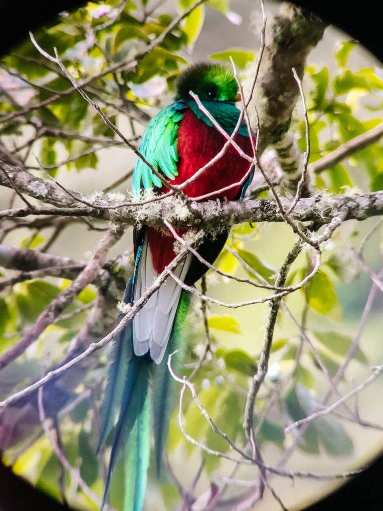 Quetzal in Guatemala.