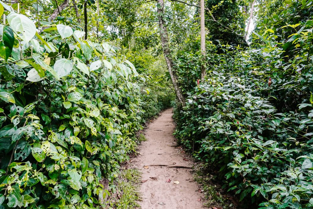 paden in Nationaal Park Cahuita, een van de leukste bezienswaardigheden aan de Caribische kust van Costa Rica