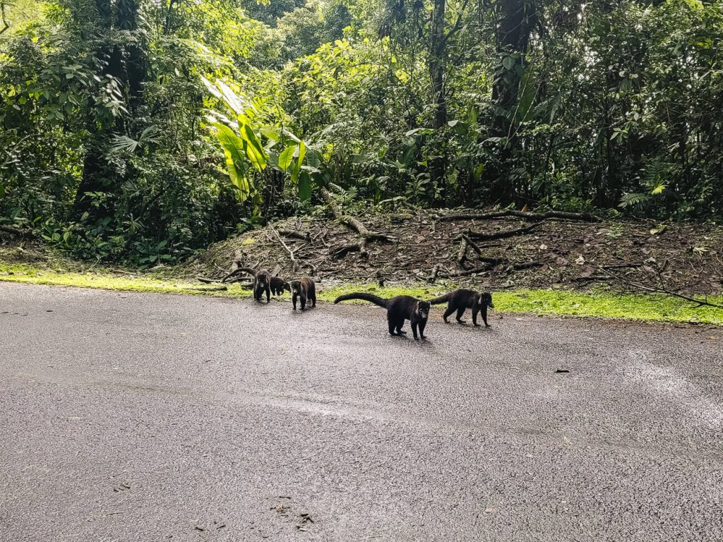 neusberen langs de weg in Costa Rica