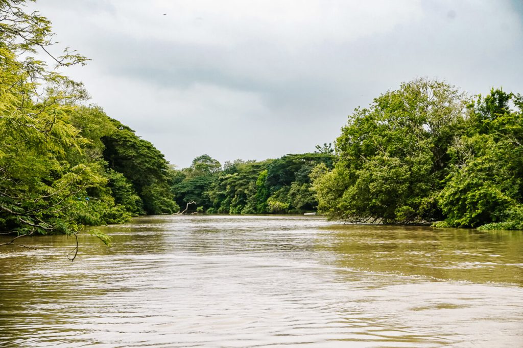 Een van de top bezienswaardigheden in Costa Rica is een boottocht over de Caño Negro, vlakbij de Nicaraguaanse grens, waar je talloze vogels kunt spotten.