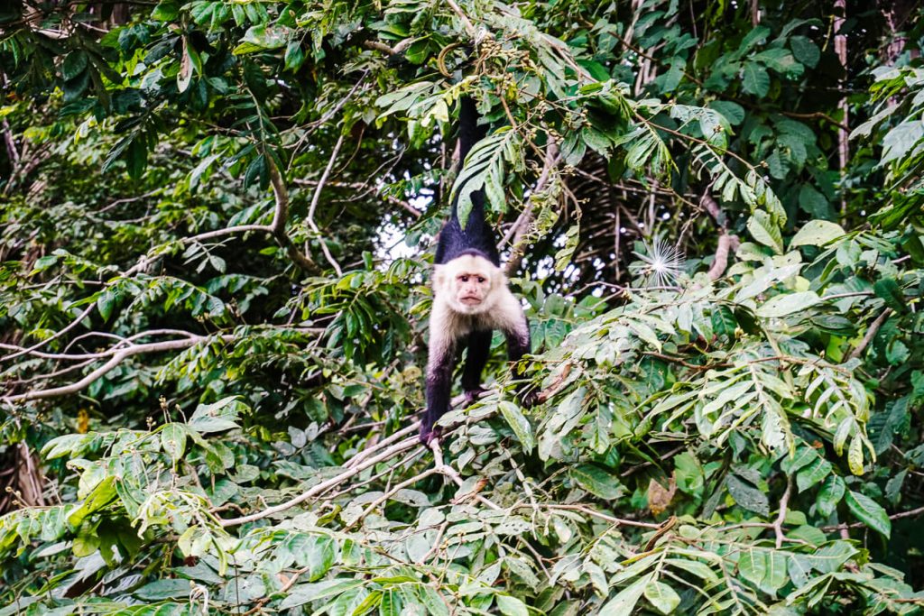 aap in boom in nationaal Park Manuel Antonio, een van de top bezienswaardigheden in Costa Ricaaap in boom in nationaal Park Manuel Antonio, een van de top bezienswaardigheden in Costa Rica