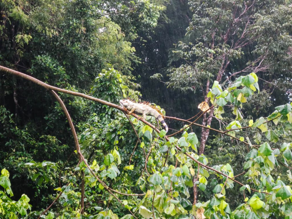 leguaan op boom in Tortugeuro nationaal Park
